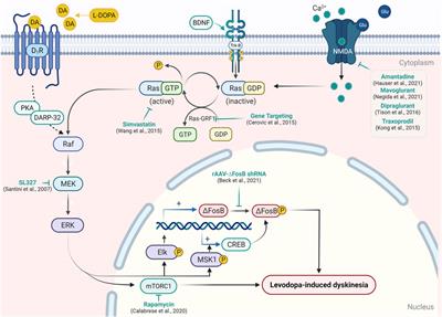 Molecular Mechanisms and Therapeutic Strategies for Levodopa-Induced Dyskinesia in Parkinson’s Disease: A Perspective Through Preclinical and Clinical Evidence